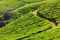 Tea plantations, Kerala