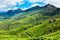 Tea plantations in Kerala, India