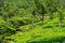 Tea plantations, Kerala, India