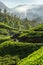 Tea plantations landscape with indian auto rickshaw driving through in Munnar, India