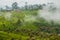 Tea plantations in mountains around Lipton`s Seat near Haputale, Sri Lan