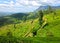 Tea plantations, mountains and clouds Nanuoya