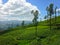 Tea plantations, mountains trees and clouds Nanuoya