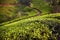 Tea plantations in Munnar, Kerala, India