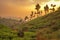 Tea plantations in Munnar, Kerala, India