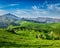 Tea plantations, Munnar, Kerala state, India