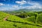 Tea plantations, Munnar, Kerala state, India