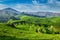 Tea plantations, Munnar, Kerala state, India