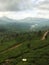 Tea plantations and one daisy.