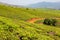 Tea plantations outside of Tzaneen, Limpopo, South Africa