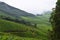 Tea Plantations over Mountains - Green Landscape
