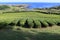 Tea plantations of Porto Formoso, Sao Miguel island, Azores