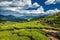 Tea plantations and river in hills, Kerala, India