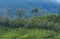 Tea plantations seen at Munnar Hill station,Kerala,India