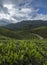 Tea plantations seen at Munnar Hill station,Kerala,India