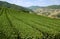Tea plantations on the slopes of the mountains at Doi Mae Salong. Chiang Rai Province. Thailand.