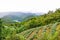 Tea plantations on slopes by Thousand Island Lake surrounded by tropical trees and forest, Taiwan, Asia. Moody landscape, misty