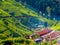 Tea plantations in Sri Lanka