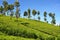 Tea plantations, Sri Lanka