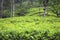 Tea plantations of Sri Lanka