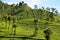 Tea plantations during the sunrise, Sri Lanka