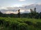 Tea Plantations at Sunset