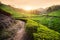 Tea plantations at sunset