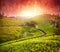 Tea plantations at sunset