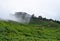 Tea Plantations in a Tea Estate over Misty Hills, Munnar, Kerala, India