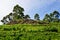 Tea plantations towards the blue sky