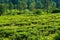 Tea plantations with tree as background in distance in puncak bogor