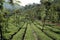 Tea Plantations in Wayanadu, Kerala, India