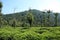 Tea Plantations in Wayanadu, Kerala, India