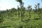 Tea Plantations in Wayanadu, Kerala, India