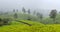 Tea plantations in Western Ghats range of mountains, India