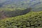 Tea plantations in Western Ghats range of mountains, Kerala, South India