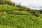 Tea plantations between Yellapatty and Top station in Munnar, Kerala, India