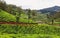 Tea plantations between Yellapatty and Top station in Munnar, Kerala, India