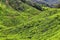 Tea plantations between Yellapatty and Top station in Munnar, Kerala, India