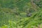 Tea plants Camellia sinensis covering slopes at tea plantation