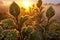 tea plants covered in dewdrops during sunrise