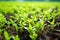 tea plants flourishing in rich, fertile soil