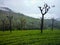 Tea plants over the hill station