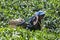 A tea plucker at work near Nuwara Eliya in Sri Lanka.