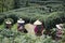 Tea plucking female in hangzhou longjing tea garden