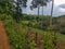 Tea rice field plant small farm hill mountain rain forest jungle tropical tree palm north chiang Mai thailand outside