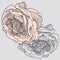 Tea rose, hand-drawing. Vector illustration.