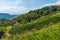 Tea terraces at Boseong tea plantations in Republic of Korea