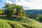 Tea terraces at Boseong tea plantations in Republic of Korea