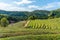 Tea terraces at Boseong tea plantations in Republic of Korea